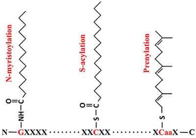 Progress toward Understanding Protein S-acylation: Prospective in Plants